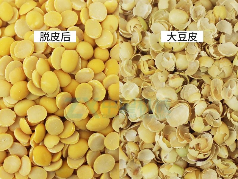 大豆图_Jc.jpg
